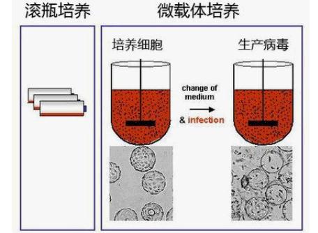 利用生物反应器进行<i style='color:red'>mdck细胞</i>的微载体培养方法